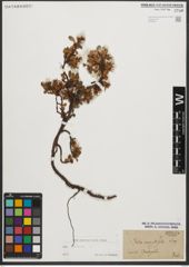Foto von Salix retusa L.
